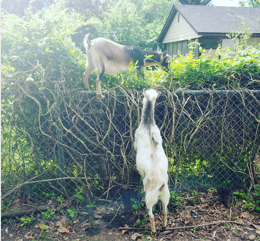 The G.O.A.T. Pruning Crew
