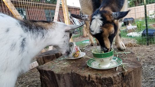 Meet the GOATS!