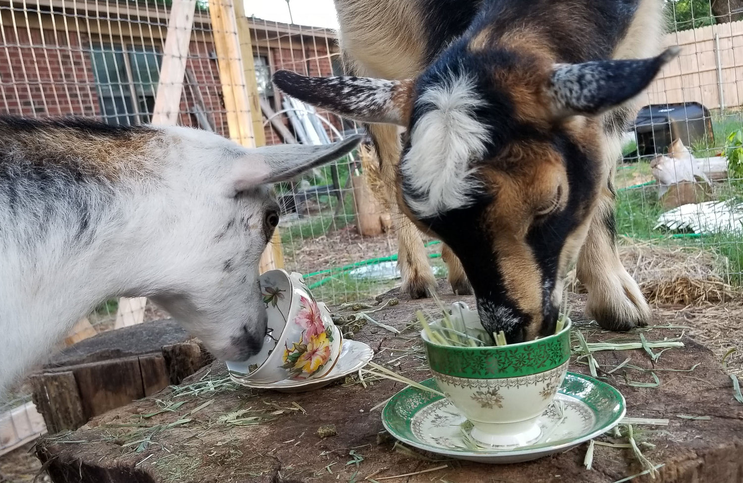 Goat's Milk Soap